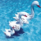 81410-30 | Swan Family Pool Décor - Lifestyle 1