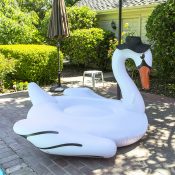 Jumbo Swan
